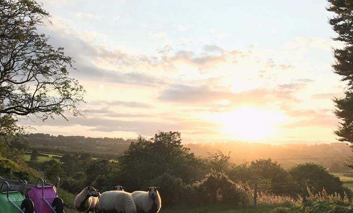 Three of our older sheet at the top of the hill by 2 colourful wheelbarrows with the sun setting in the distance